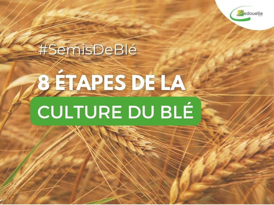 Semis de blé : les 8 étapes de la culture du blé en France